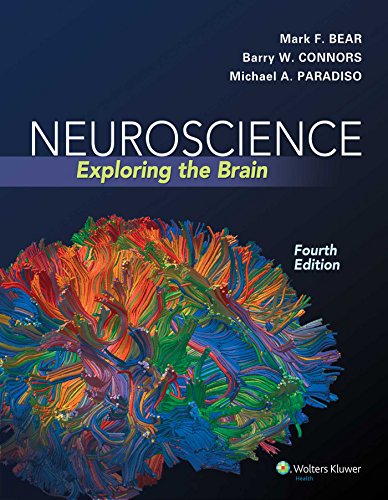 Product Cover Neuroscience: Exploring the Brain Fourth, North Americ Edition by Bear PhD, Mark F., Connors PhD, Barry W., Paradiso PhD, Mich (2015) Hardcover