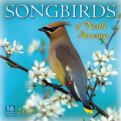 Product Cover Songbirds of North America 2020 Calendar