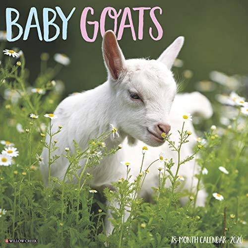 Product Cover Baby Goats 2020 Wall Calendar