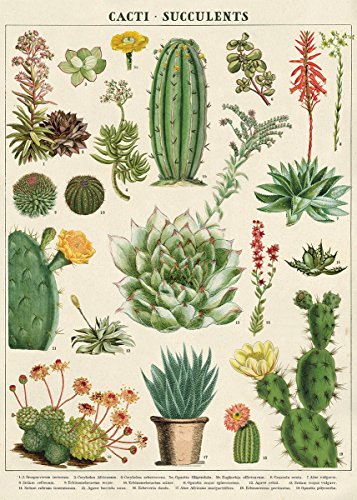 Product Cover Cavallini Decorative Wrap Poster, Cacti & Succulents, 20 x 28 inch Italian Archival Paper (WRAP/SUC)