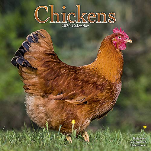 Product Cover Chickens Calendar - Calendars 2019 - 2020 Wall Calendars - Animal Calendar - Chickens 16 Month Wall Calendar by Avonside (Multilingual Edition)