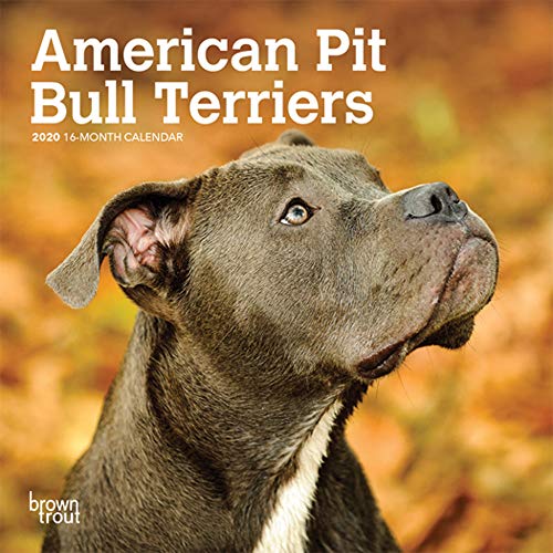 Product Cover American Pit Bull Terriers 2020 7 x 7 Inch Monthly Mini Wall Calendar, Animals Dog Breeds