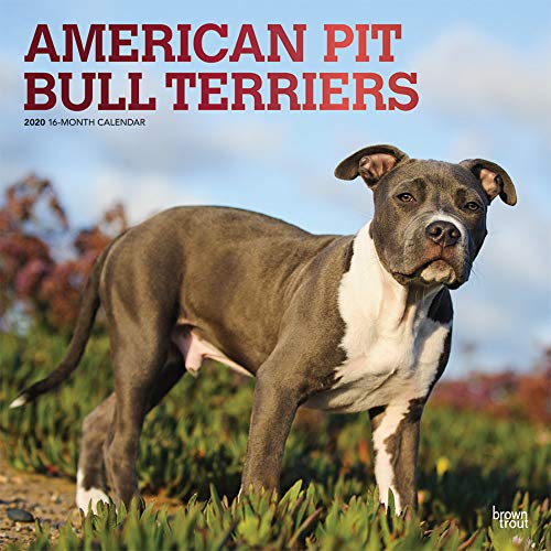 Product Cover American Pit Bull Terriers 2020 12 x 12 Inch Monthly Square Wall Calendar with Foil Stamped Cover, Animals Dog Breeds (English, Spanish and French Edition)