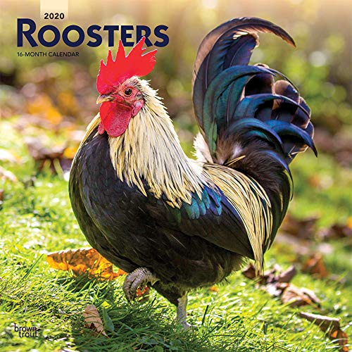 Product Cover Roosters 2020 12 x 12 Inch Monthly Square Wall Calendar, Domestic Farm Barn Animals