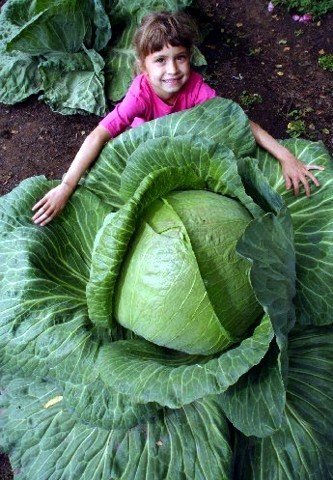 Product Cover HUGE O-S Cross Giant Cabbage - 50 Seeds - 70lb HEAD by Hirt's