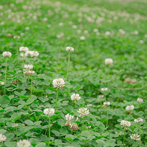 Product Cover Outsidepride White Dutch Clover Seed: Nitro-Coated, Inoculated - 1/4 LB