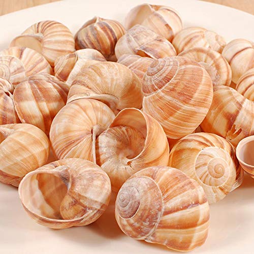 Product Cover Cavair Line Escargot Snails Empty Giant Shells - 24 pcs - Extra Large Escargot Shells - Premium Quality - Imported from France