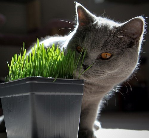 Product Cover Catgrass (Sweet Oats for Cats) 900 Seeds - Herb