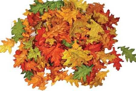 Product Cover Assorted Mini Fall Color Oak Leaves - Autumn Weddings, Flowergirl Leaves, Fall Decor