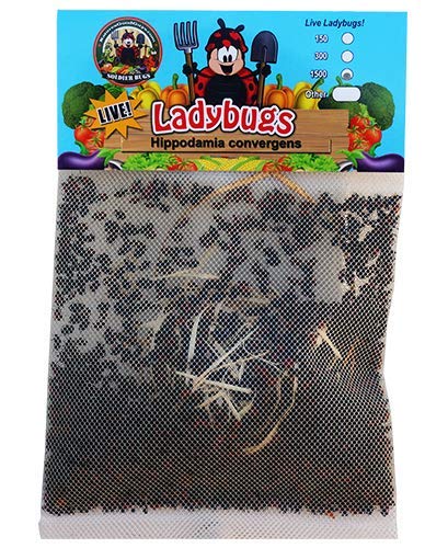 Product Cover 1500 Live Ladybugs - Good Bugs - Ladybugs - Guaranteed Live Delivery!