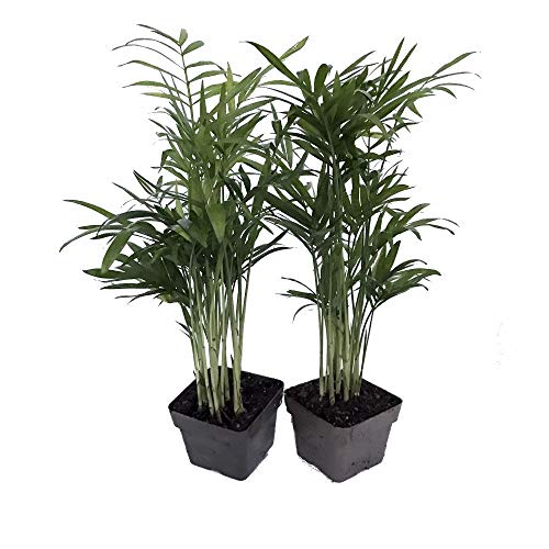 Product Cover Victorian Parlor Palm 2 Plants - Chamaedorea - Indestructable - 3