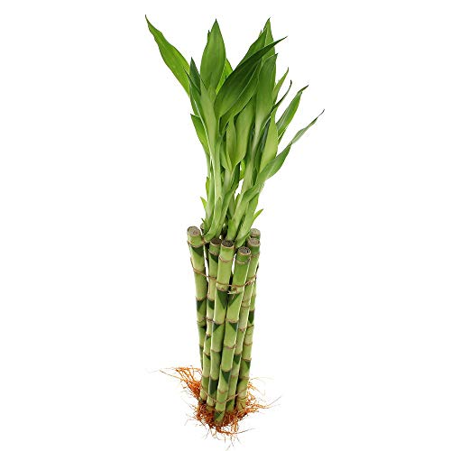 Product Cover 10 Stalks of 12 Inches Straight Lucky Bamboo