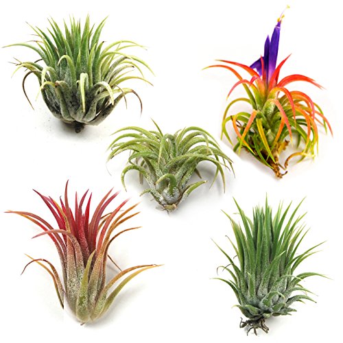 Product Cover Air Plants - Ionantha Mexican - Set of 5 Air Plants - Colors Vary Throughout The Year - Fast Shipping - Tillandsia House Plants - Includes PDF E-Book By Jody James