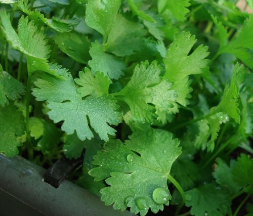 Product Cover 200+Cilantro Seeds- Chinese Parsley- Coriander- Herb 2020 Seeds by Ohio Heirloom Seeds