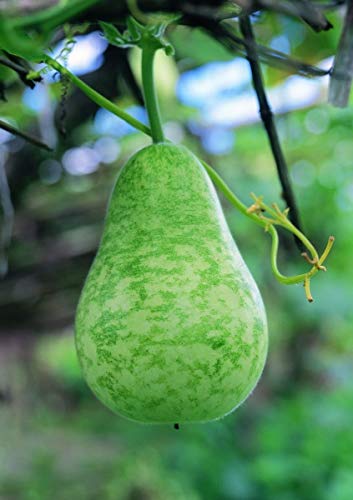 Product Cover Long Gourd (Bau Dai) By Nga's Garden 20 Seeds per Package