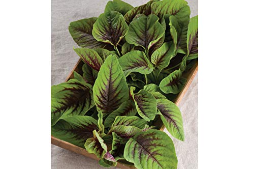 Product Cover David's Garden Seeds Leafy Greens Red Leaf Vegetable Amaranth SL5166 (Green) 500 Non-GMO, Open Pollinated Seeds