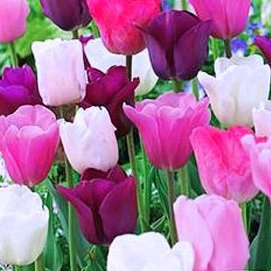 Product Cover Purple Rain Mix Tulip 50 Bulbs - Lush Violet Hues & White - 12/+ cm Bulbs