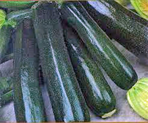 Product Cover ZUCCHINI, SQUASH, BLACK BEAUTY, HEIRLOOM, ORGANIC, 25+ SEEDS, DELICIOUS HEALTHY