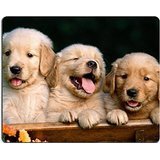 Product Cover Golden Retriever dogs puppies pets Mouse Pads Customized Made to Order Support Ready 9 7/8 Inch (250mm) X 7 7/8 Inch (200mm) X 1/16 Inch (2mm) Eco Friendly Cloth with Neoprene Rubber Liil Mouse Pad Desktop Mousepad Laptop Mousepads Comforta
