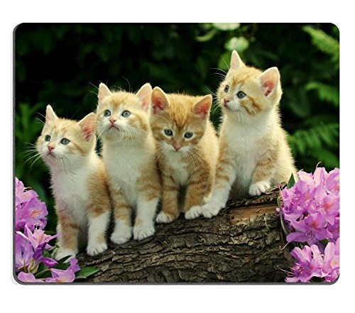 Product Cover Kitten Flower Cute Funny Group Cat Animal Pet Mouse Pads Customized Made to Order Support Ready 9 7/8 Inch (250mm) X 7 7/8 Inch (200mm) X 1/16 Inch (2mm) High Quality Eco Friendly Cloth with Neoprene Rubber Luxlady Mouse Pad