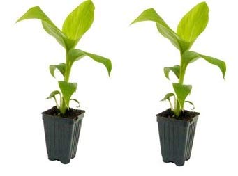Product Cover 2 Musa Basjoo Banana Tree/ Hardy Banana Tree in 4 Inch Pots (2 Four Inch Pots with a Banana Starter Plant in Each Pot)