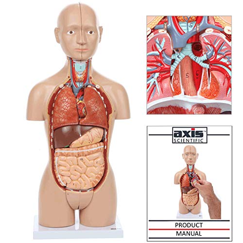 Product Cover Axis Scientific Human Body Model | 17 Inch Mini Human Torso Model Has 16 Removable Parts | Great Human Anatomy Model for Kids | Anatomical Model Includes Detailed Product Manual | 3 Year Guarantee
