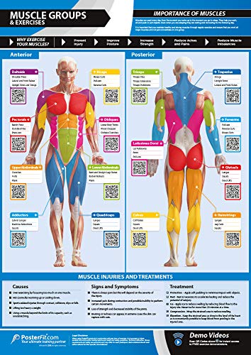 Product Cover Muscle Groups & Exercises | Anterior & Posterior Muscles & Exercises | Laminated Home & Gym Poster | Free Online Video Training Support | Size - 33