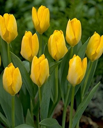 Product Cover 25 Quality Tulip Bulbs - Strong Gold (Primrose Yellow) - Imported from Holland