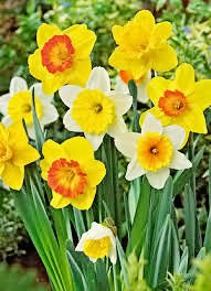 Product Cover 50 Daffodil Mixture - Narcissus Large Cupped Giant Mixture