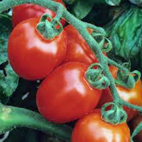 Product Cover Tomato, Italian Roma, Heirloom, Organic 100 Seeds, Delicious RED Tasty Fruit