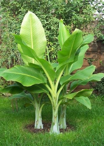Product Cover TROPICA - Snow Banana (Ensete glaucum syn. Ensete wilsonii) - 10 Seeds - Winter-Hardy