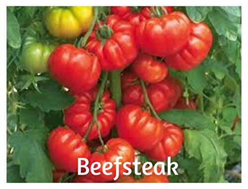 Product Cover Beefsteak Organic Heirloom Tomato Seeds 100 Plus by BluSeeds