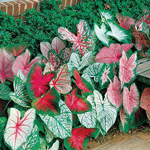 Product Cover CALADIUM, BULB, FANCY MIX, PACK OF 10 (TEN), EASY TO GROW, COLORFUL MIX, HOSTA