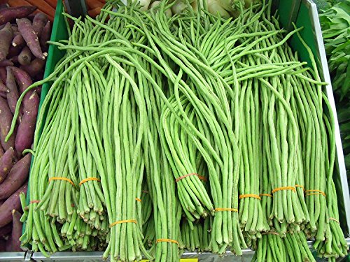 Product Cover Stonysoil Seed Company Asian Heirloom Yard Long Bean Seeds Red Seeded Variety Sweet Tender and Delicious