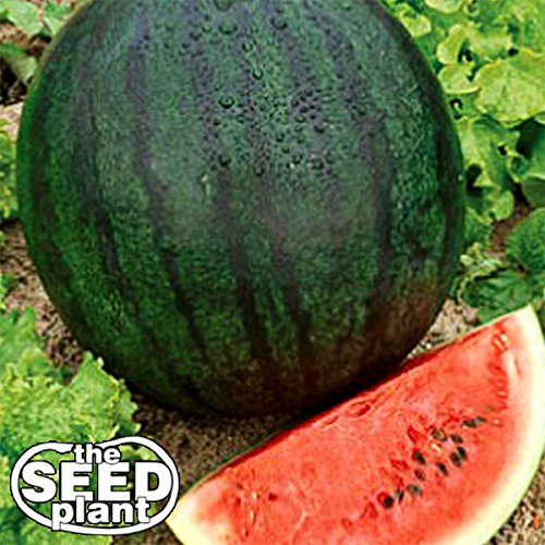Product Cover Sugar Baby Watermelon Seeds - 50 Seeds Non-GMO