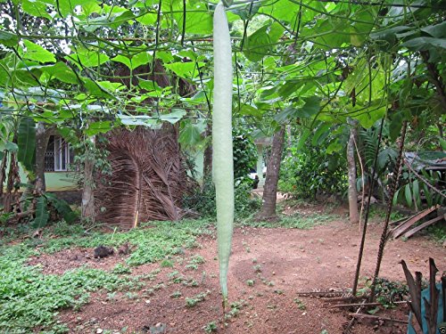 Product Cover Snake Gourd (Serpent Gourd - White Glory) 10 Seeds ~ Very Rare !