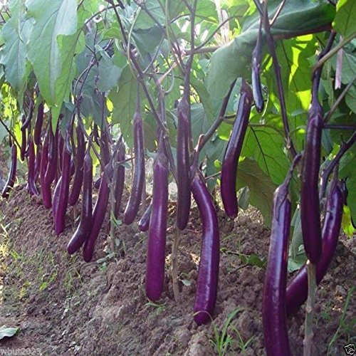 Product Cover Eggplant, Organic, Purple Long Eggplant, Italian Heirloom~ 500 Vegetable Seeds !
