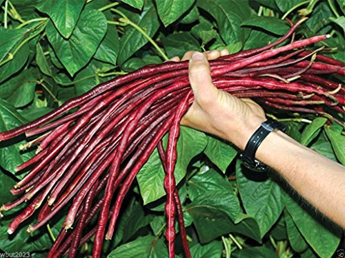 Product Cover Yard-long Bean, Chinese Red Noodle Pole Bean/100 Seeds/heirloom , Non Gmo !