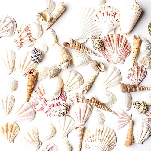 Product Cover Sea Shells Mixed Beach Seashells - Various Sizes up to 2