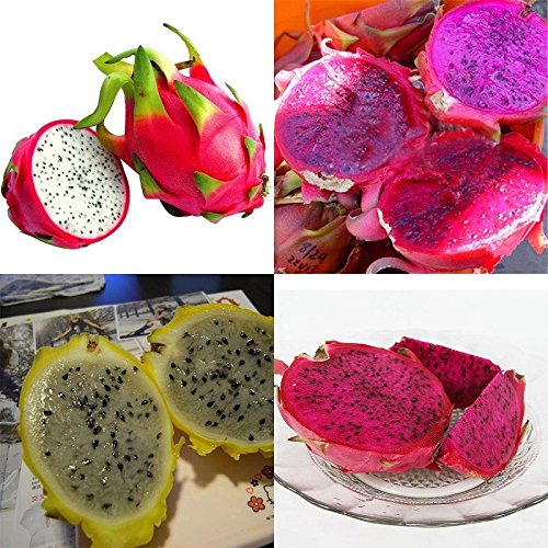 Product Cover 200 Seeds 4kinds Mix Pitaya Dragon Fruit Yellow Seed Fragrant Cactus Rare Exotic