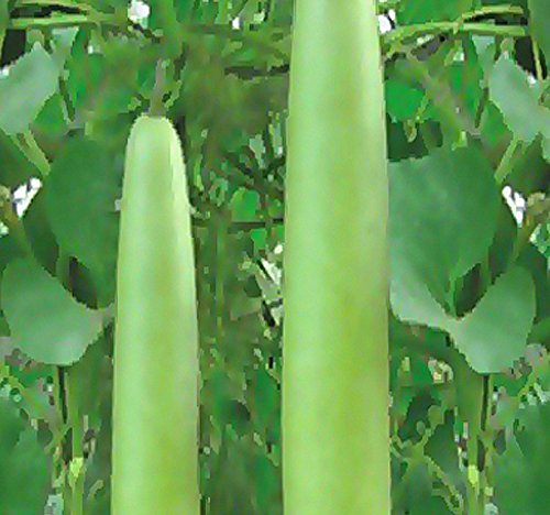 Product Cover 15 x Calabash Long Squash/Melon Seeds, Opo Bottle Gourd, Lagenaria siceraria, Also known as: po gua, poo gua, kwa kwa, dudhi, hu gua, hu lu gua, opo squash - 90-105 Days - By MySeeds.Co
