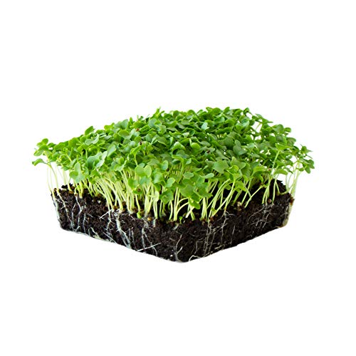 Product Cover Kale Garden Seeds - Vates Blue Scotch Curled - 1 Lb - Non-GMO, Heirloom- Vegetable Gardening & Microgreens
