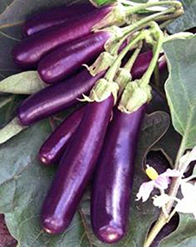Product Cover Eggplant , Long Purple Eggplant seeds, Heirloom, Organic, Non Gmo, 25 seeds, Garden Seed, Long Purple, Heirloom, Organic, Non Gmo, 25+seeds, Garden Seed