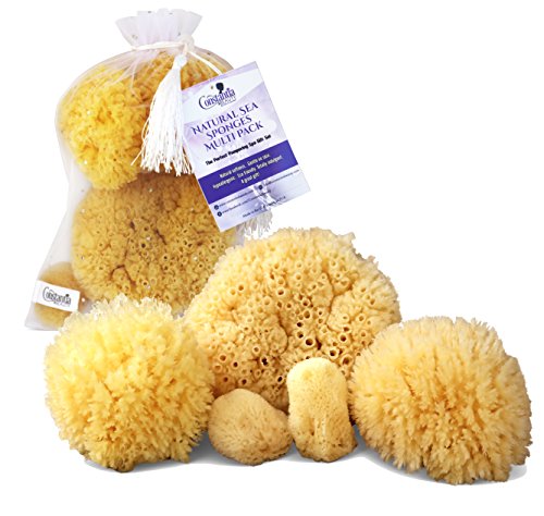 Product Cover Real Natural Sea Sponges Multipack - 5pc Spa Gift Set in Premium Bag, Kind on Skin, For Bath Shower Facial Cleansing, Eco Friendly, Pamper Moms Brides Girlfriends & Teens by Constantia Beauty