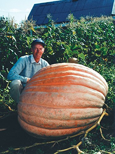 Product Cover Dill's Atlantic Giant Pumpkin Seeds Monster Pumpkin!!! Can Grow to 1600 lbs.