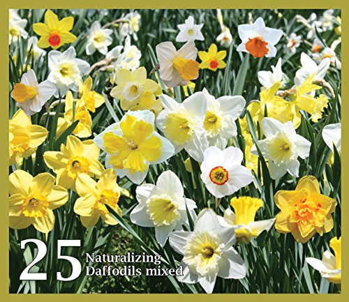 Product Cover Mixed Daffodils (25 Bulbs) - Assorted Colors Daffodil Narcissus Bulbs by Willard & May
