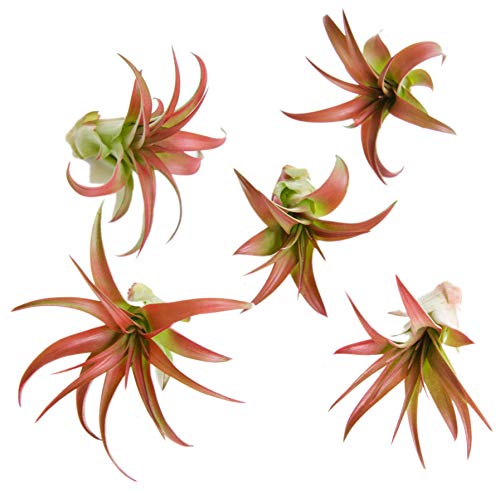 Product Cover 5 Pack Red Abdita Tillandsia Air Plants - Medium Air Plant Variety Pack - 30 Day Guarantee House Plants - Succulents - Free Air Plant Care Ebook by Jody James