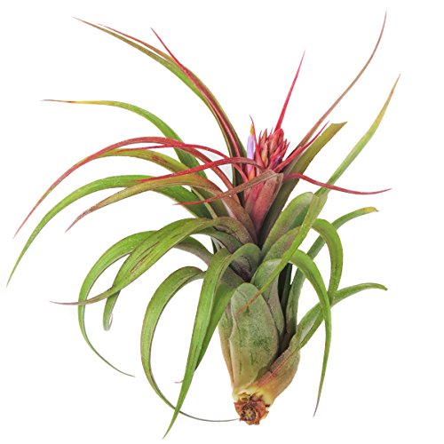 Product Cover Large Air Plants - Big Streptophylla Air Plants - Nice 5 to 7 inch air Plant - Color & Form Varies by Season - 30 Day Guarantee air Plant Care ebook with Order