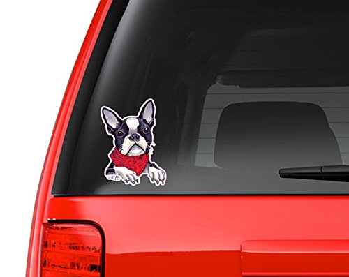 Product Cover Boston Terrier Wearing a Scarf Full Color Art Vinyl Auto Decal Sticker or any Smooth Surface
