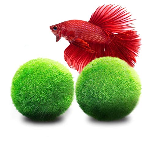 Product Cover Luffy Betta Balls : Live Round-Shaped Marimo Plant : Natural Toys for Betta Fish : Aquarium Safe